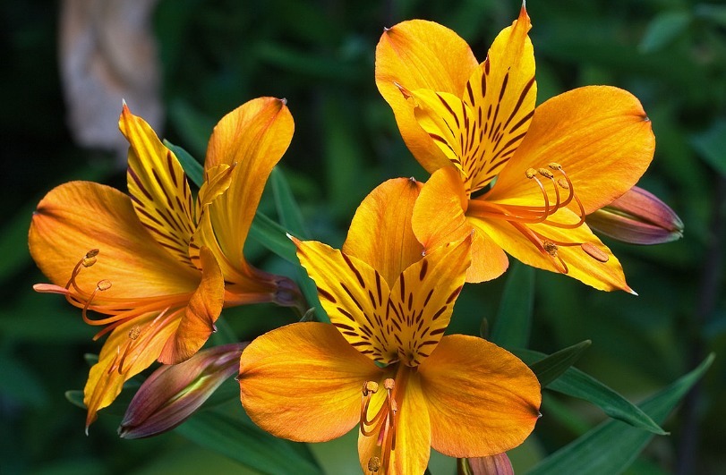 1种香水花，花开似“蝴蝶”，耐寒耐旱、好养活，新手也能养爆盆