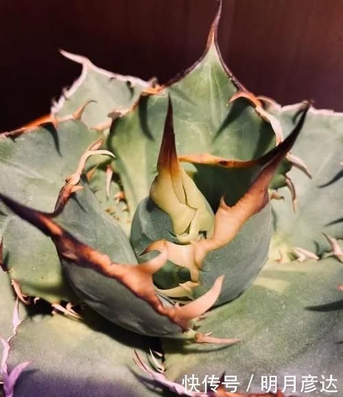 肉肉|乌木,龙舌兰,这2种多肉很霸气,家里养一盆,观赏价值相当高