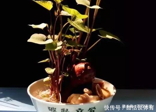 4种养生菜根别丢掉有药用价值，扔到花盆里，看