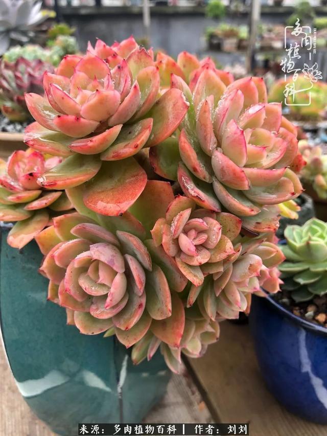 爱多肉，爱生活，我们是一群快乐的养肉人！