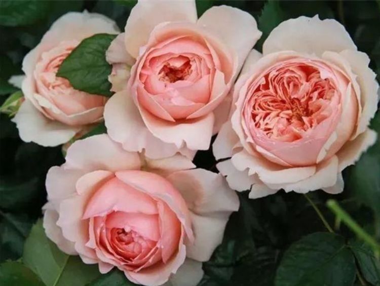 阳台必养此款花卉,净化空气的能力超强,特别的养人