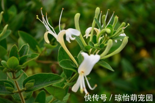 它忍住寒冬,迎来至善至美的大境界,一个“忍”字教我磨难人生!