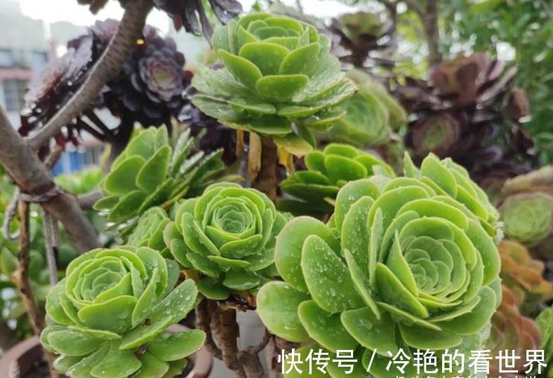 法师|多肉八尺镜和绿羊绒法师,一个叶片平滑如镜,一个聚拢后形似玫瑰