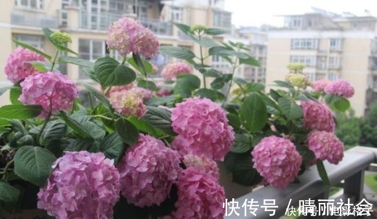 月季|4种花谁养谁上瘾，长势好开花多，花大色艳真漂亮