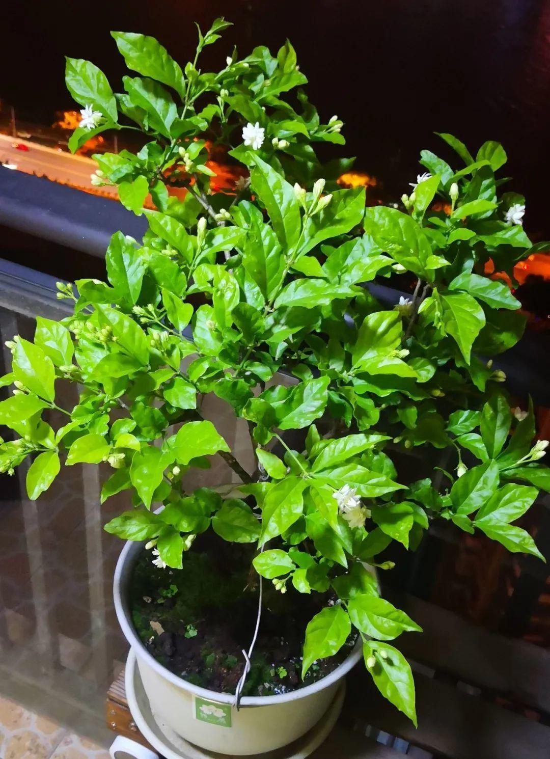 茉莉狠心剪几刀，呼呼窜成3层塔，开花满树香味足