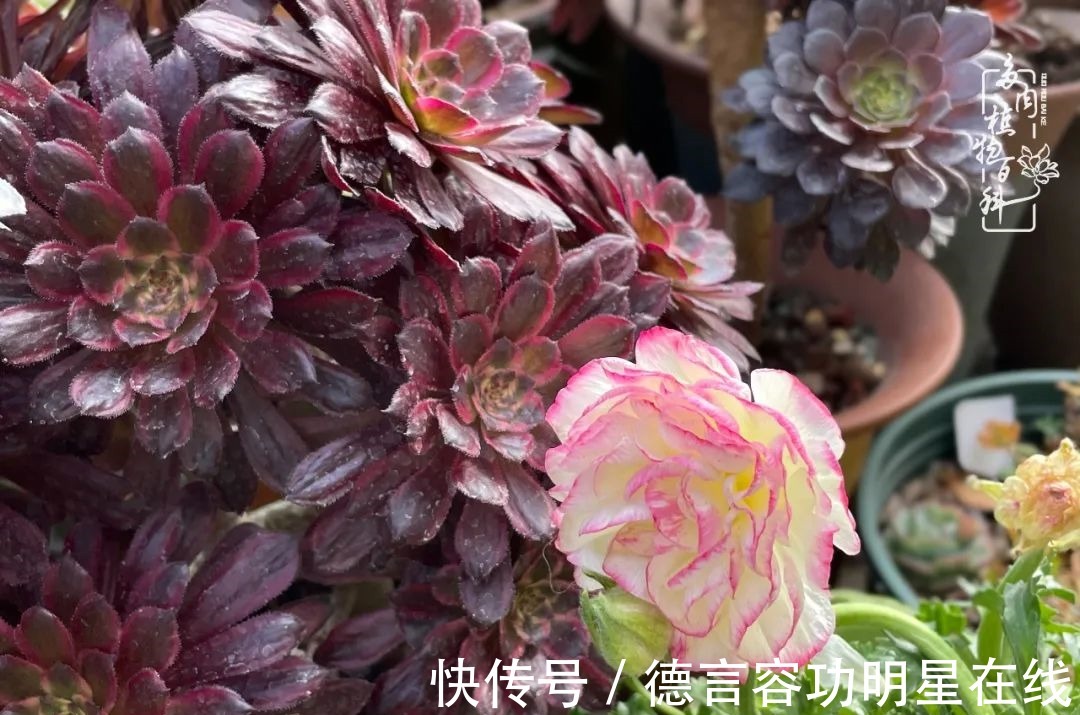 瑞贝卡|最美四月天,去杨姐的屋顶花园,赴一场花约!