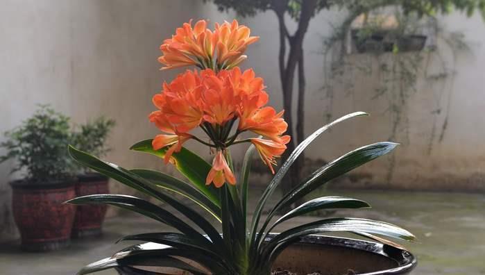 歪七|君子兰摆放，大有“讲究”，3个位置坚决不能放，歪七扭八太难看