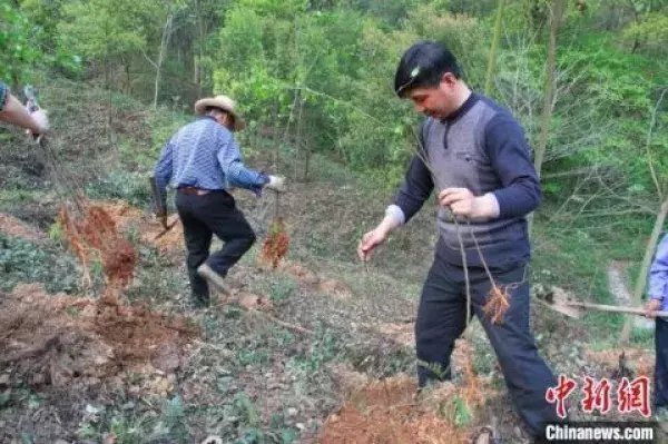 珍稀|三峡植物园推进植物野外回归 助珍稀物种摆脱灭绝危机