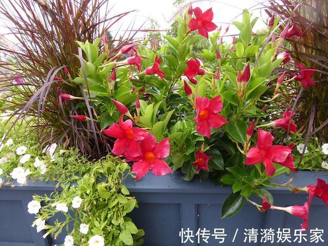 养护|夏天养上3种清凉花,越热越疯狂,看着就清爽!