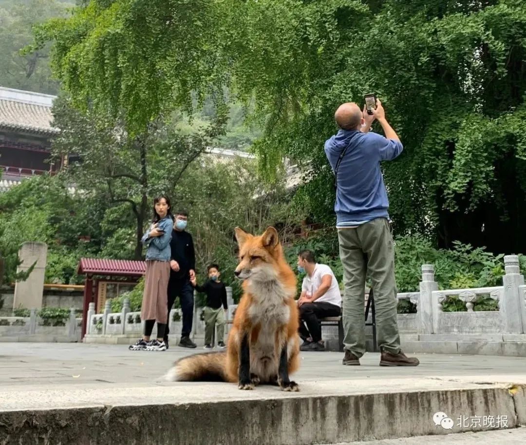 寺院|潭柘寺“网红”小狐狸和人挺亲，野保专家提醒——