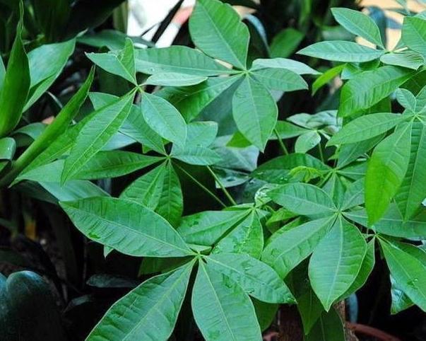 家居养花常见难题黄叶、烂根怎么办学学它轻松对症下药