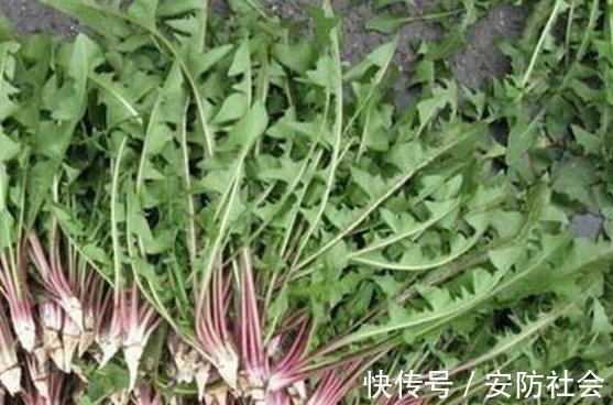 蒲公英|蒲公英是排毒草,但和此物是死对头,早知道早受益!