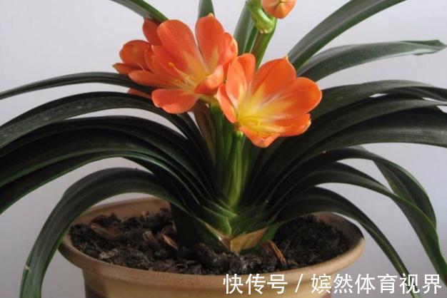 花卉|养君子兰,掌握4个小技巧,年年叶绿花艳、长爆盆