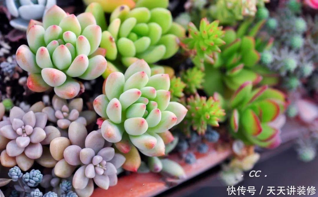 一个盆种了9种花,老妈非说养不好,差点被拔光