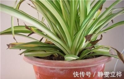 好好的吊兰，养着养着就“干尖”，恐怕是犯了4个错误，快避免