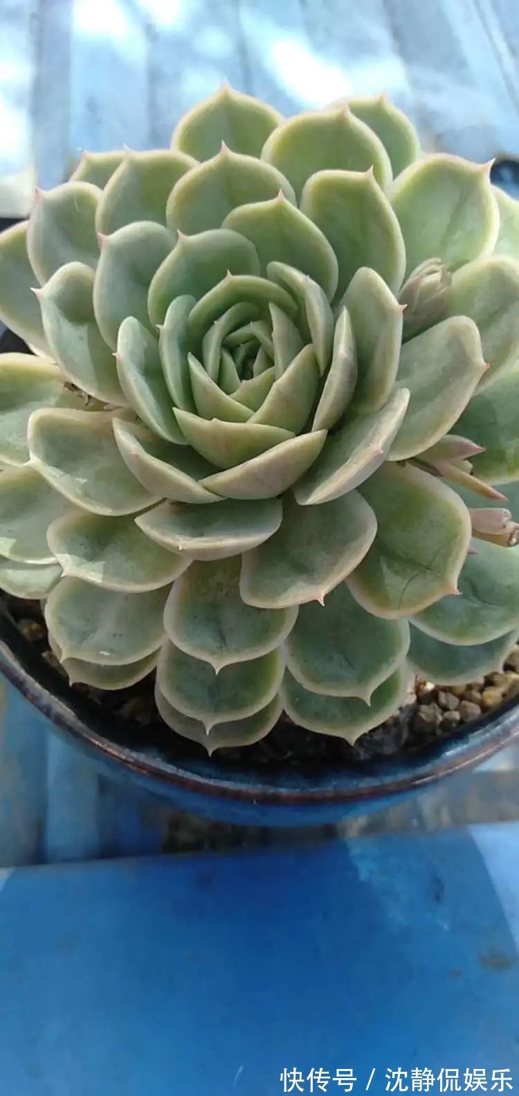昂斯诺|一直都养不活花,直到遇见了多肉!只要用心,就能变美!