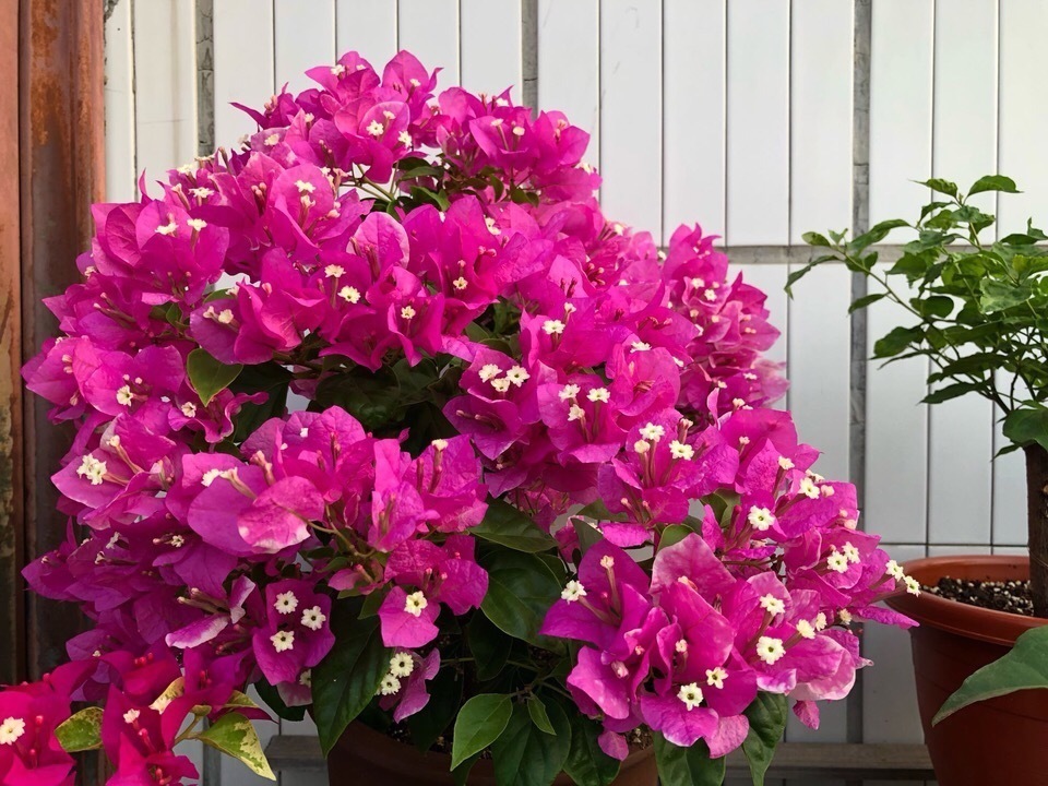 三角梅|懂花的人，喜欢此5种盆栽，“花比叶子多”，轻松养到爆盆