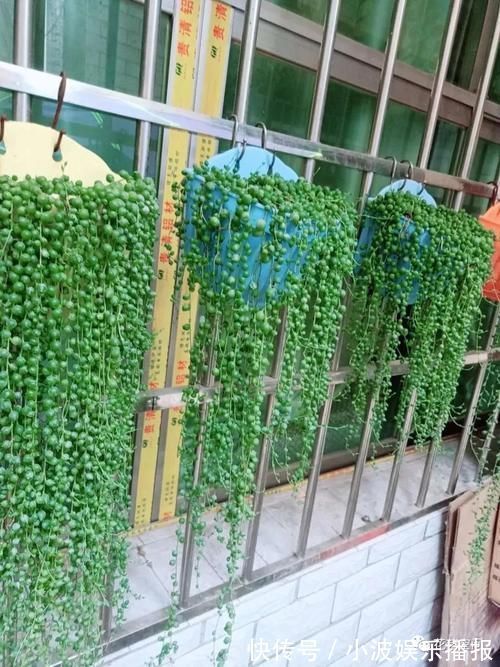 小森林|三种网红垂吊植物，挂在家里，轻松养成绿森林