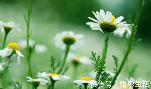 离别#白居易一首脍炙人口的千古绝诗,道尽离别的滋味,令人感伤不已