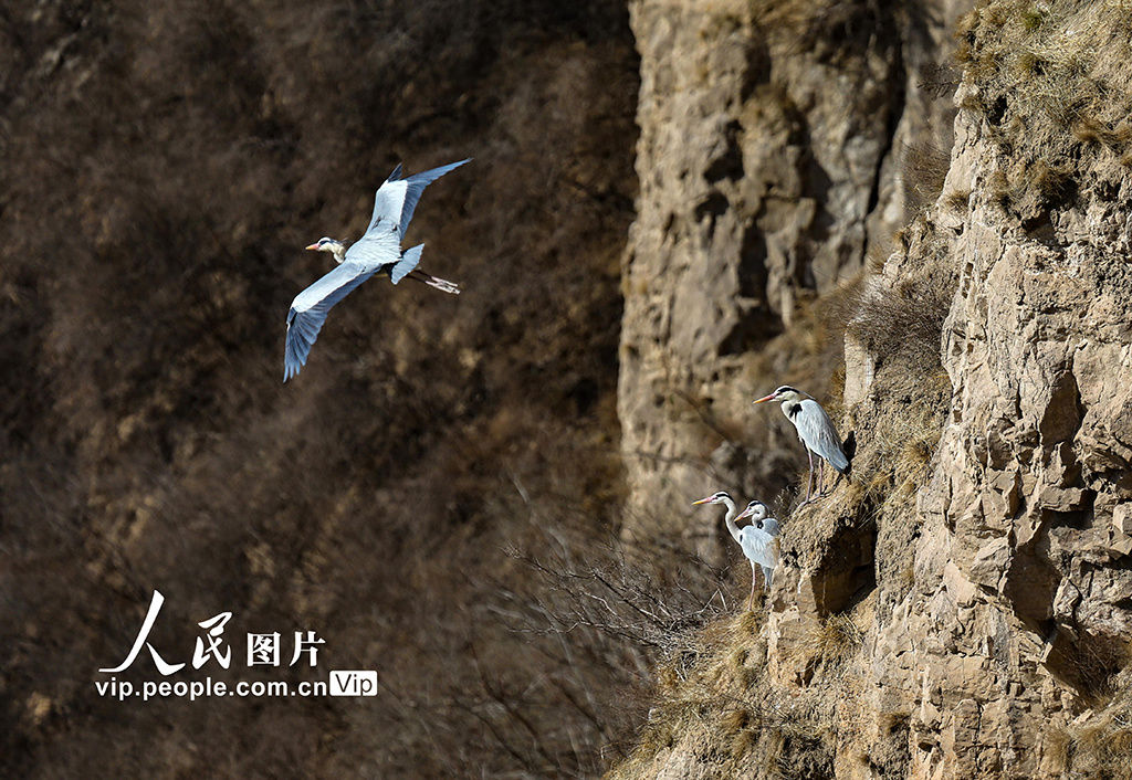 山西平陆：黄河岸畔苍鹭舞