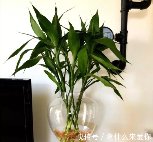 叶片|富贵竹这样养,不干尖,不黄叶,不烂根,四季油绿