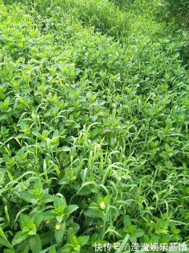 花友|5种花最好别养,根钻得到处都是,砍都砍不尽