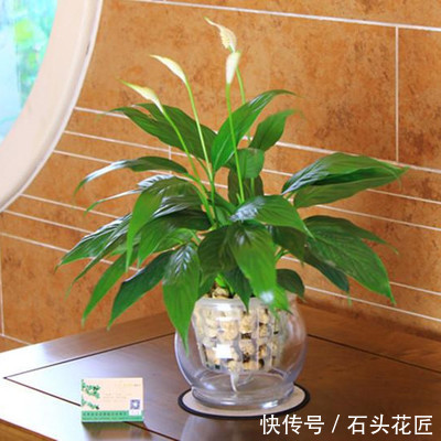 白掌|卫生间“潮湿、有异味”?养上6种花草,干净又清新