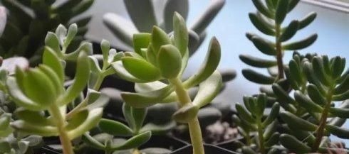 春天养多肉植物有3要，不然长成大高个，现在纠正也不晚