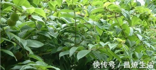 铁皮石斛|农村这野草供不应求,农民却当杂草烧,殊不知一斤22价格还在涨