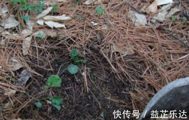 酸性土|路边随处可见的它,被誉为“天然酸性土”,又肥又透气