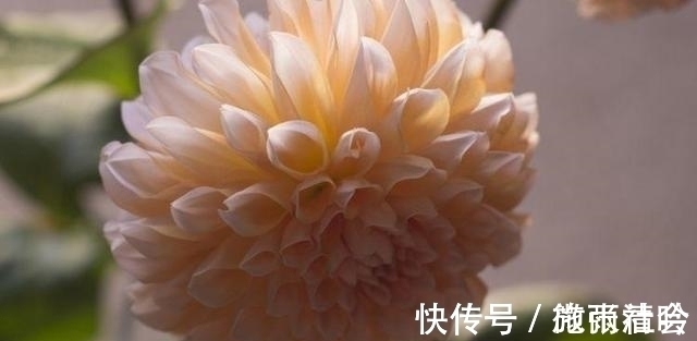 桃花|未来15天，天降大喜，桃花滚滚来，邂逅真爱的4大星座