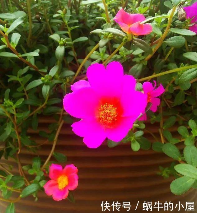 养花“学一招”,不花钱,家里也能成小花园