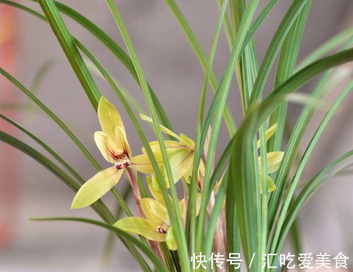 一个在路上的养兰行者，你需要不断折腾