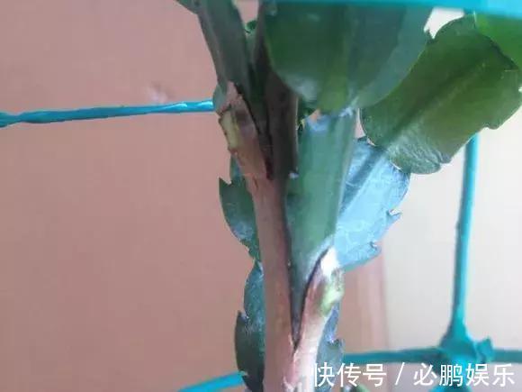 蟹爪兰嫁接1种枝条,花量暴增上百朵,开成大花树,还不烂根!