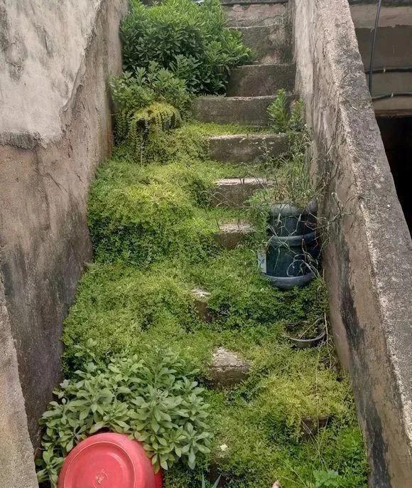 朱顶红|真正的花坚强,墙缝、地缝都能长,开花特别旺!