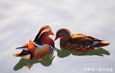 十二首描写鸟的古诗词,爱护鸟儿,更喜欢诗词