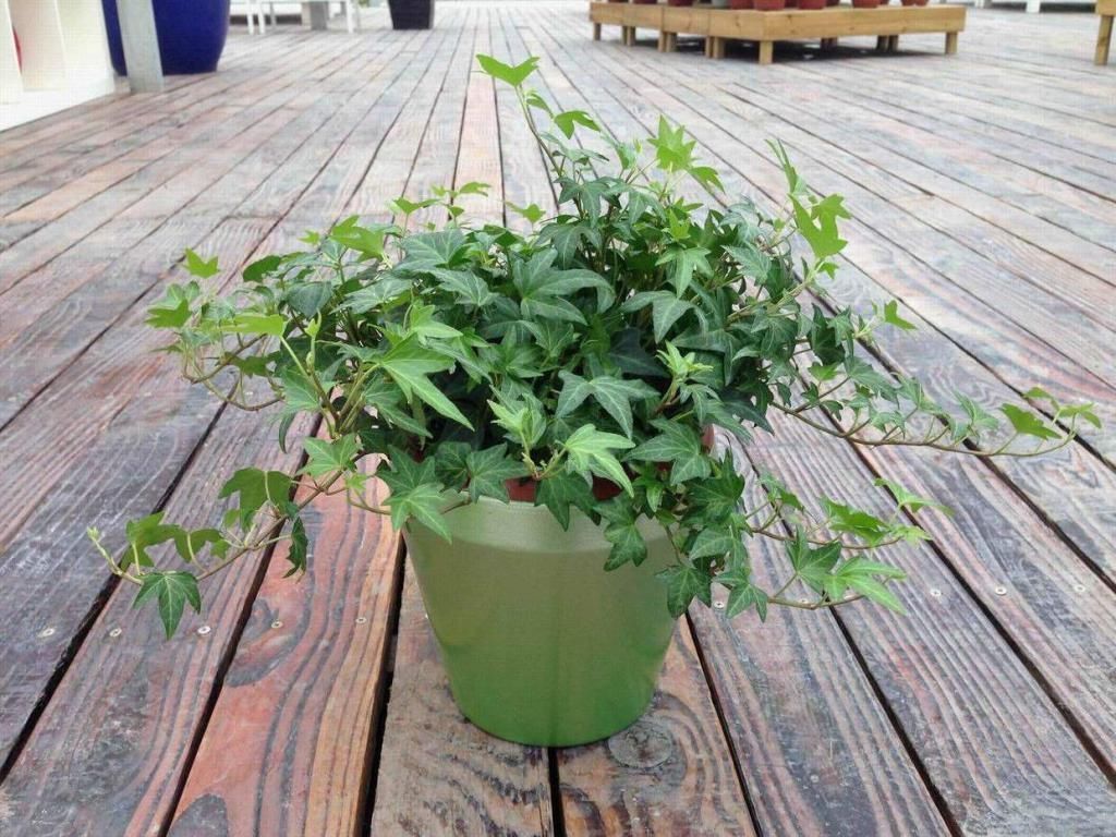 花盆|这3种植物,只要养过花的人都种过,你知道它们的生长特点吗?