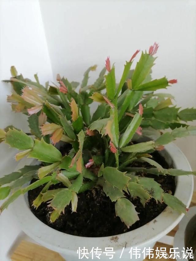 地方|夏天养花,这个地方千万别摆,否则3天死翘翘