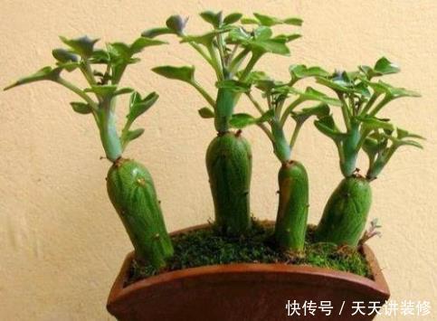 仙人笔多肉,该怎么来养护?该怎么养?根据季节养护最简单!