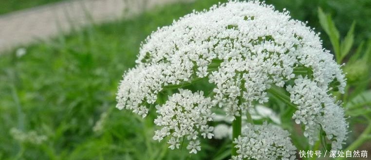 一种野草是蛇的天然“床铺”,开花美价值高!野外遇到最好别碰!