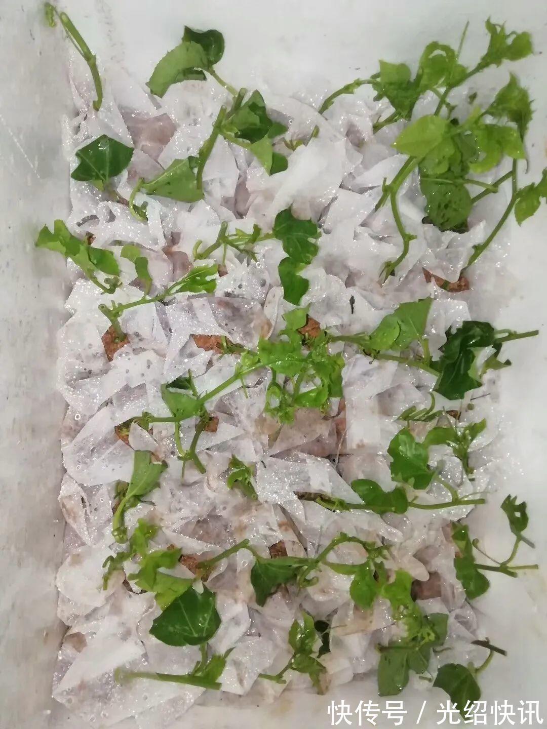 大粗杆插土里,7天生根,当年结果压弯枝,不用买水果了!