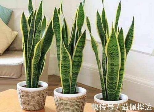 花草|4种花，适合养在卧室，皮实好养又省心，关键还能改善睡眠