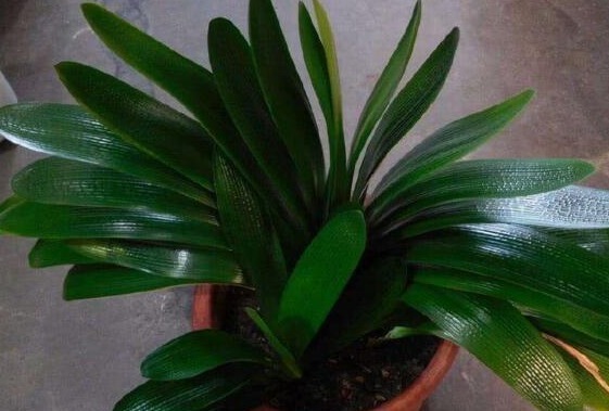 2种小东西,盆里加一点,君子兰叶肥如网,1年2次花,新芽冒不停
