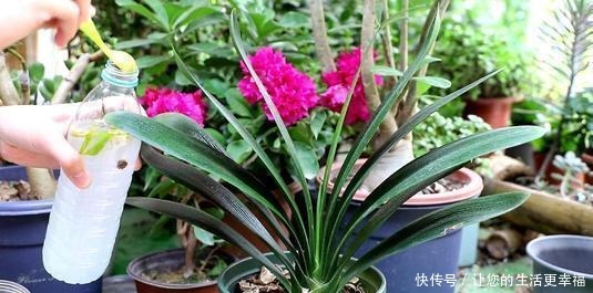 大姐养了七年君子兰,只用3种营养肥,不花大钱也能爆盆开花!