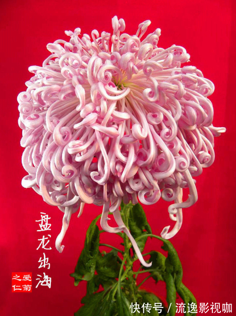 珍品|喜欢菊花，不如养盆“菊之珍品”，似雨后彩虹，真是美艳啊