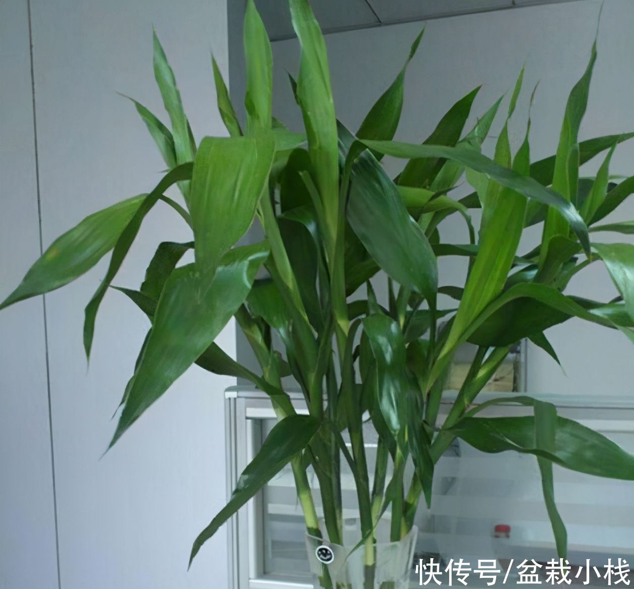 建议每位养花人：无论住在哪里，卧室都要养4种花，养人养心