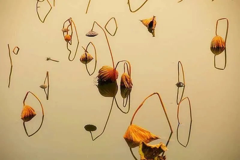 人约黄昏后#诗词丨给40首古诗加上配图,恍然大悟,惊为天人