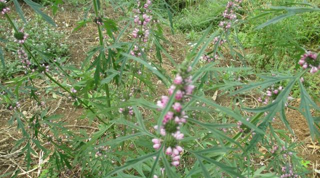 此为“益母草”,请辨认好,切勿当杂草,因为太珍贵了