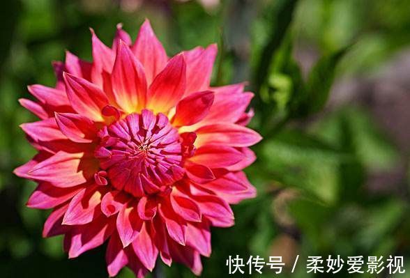 大丽花|养花杀手，试试此几款小花，养在阳台就能四季开花