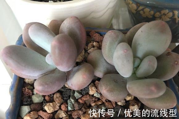 美人|好养的桃美人，全日照养护即可，青涩到粉红，价值瞬间翻倍！